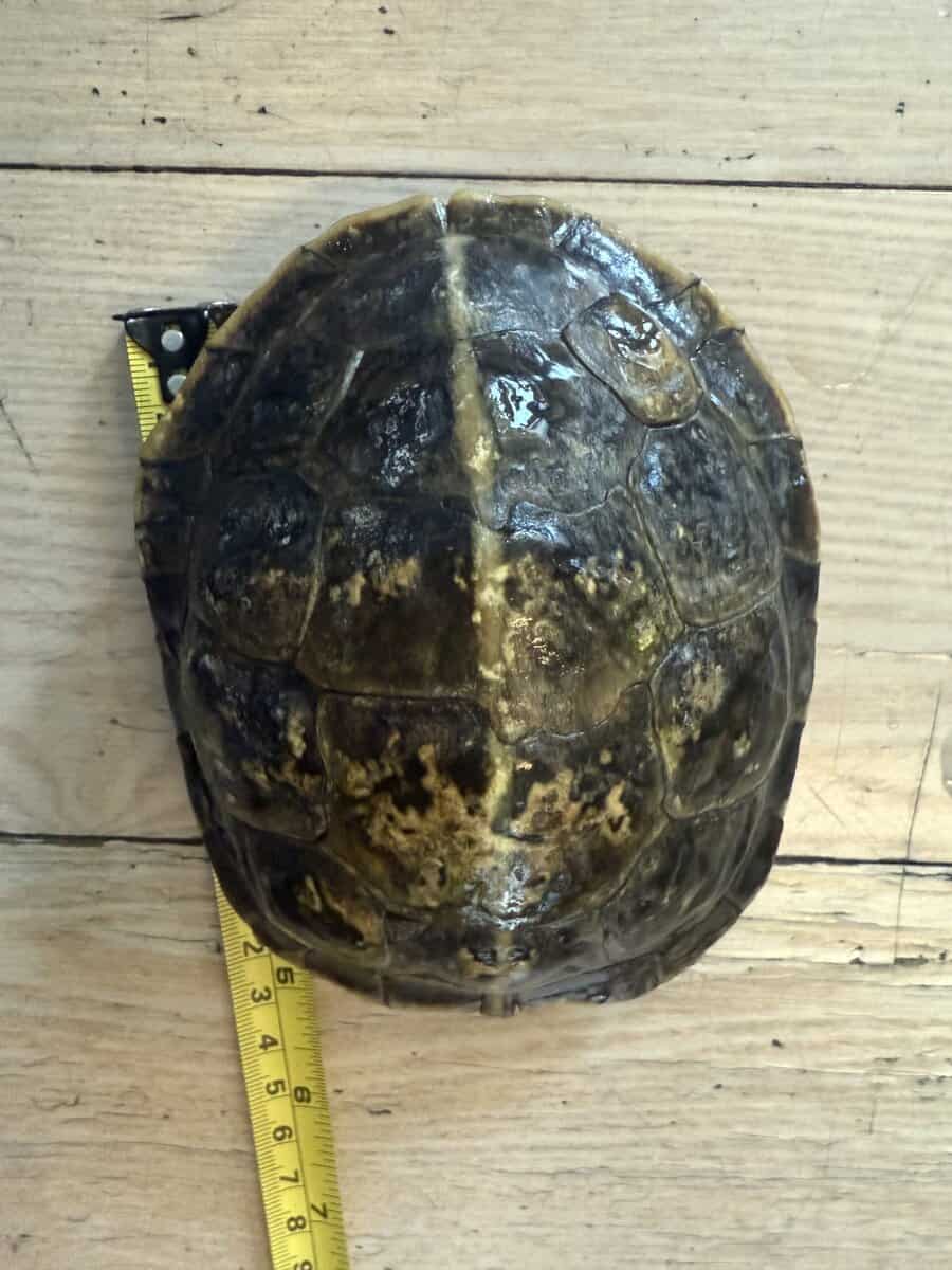 Turtles lost there mom to cancer image 5