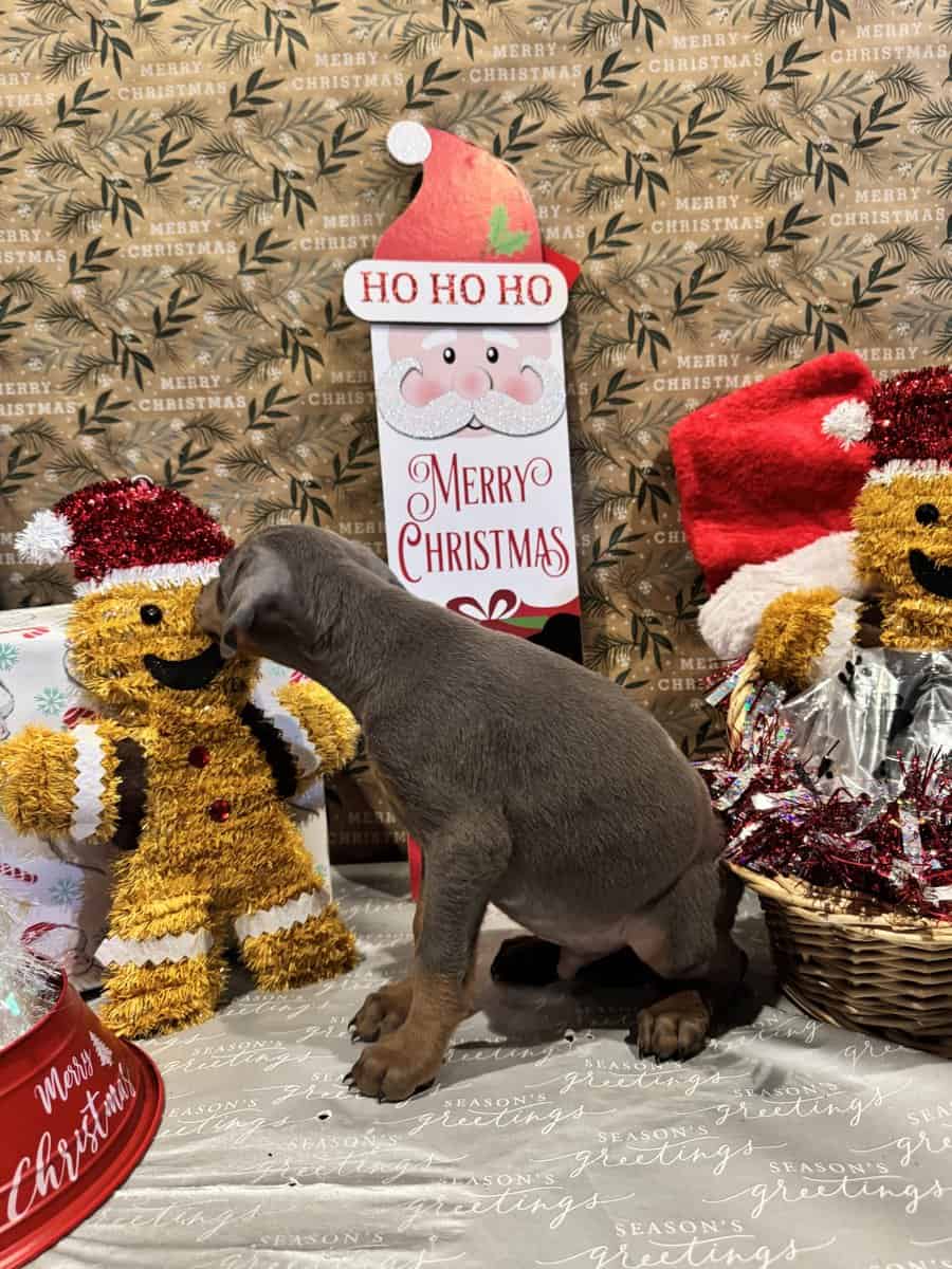 Doberman puppies image 6