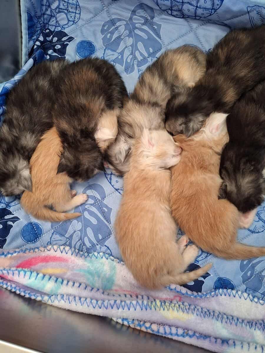 Maine coon kittens image 5