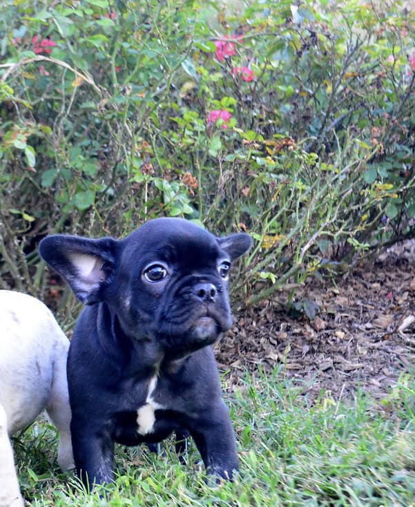 Black brindle Male pup image 1