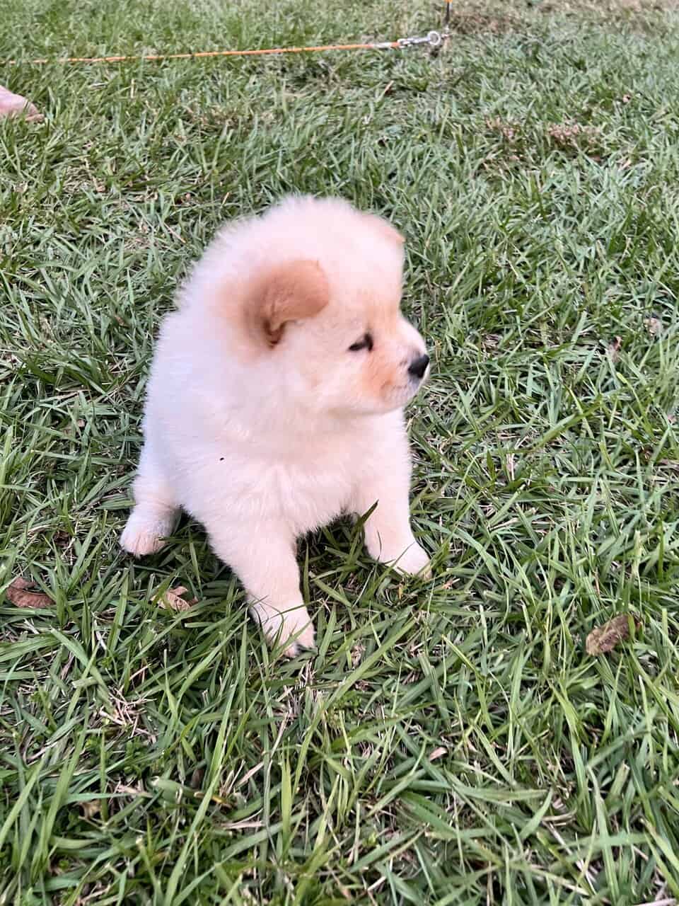 Female chow chow image 1