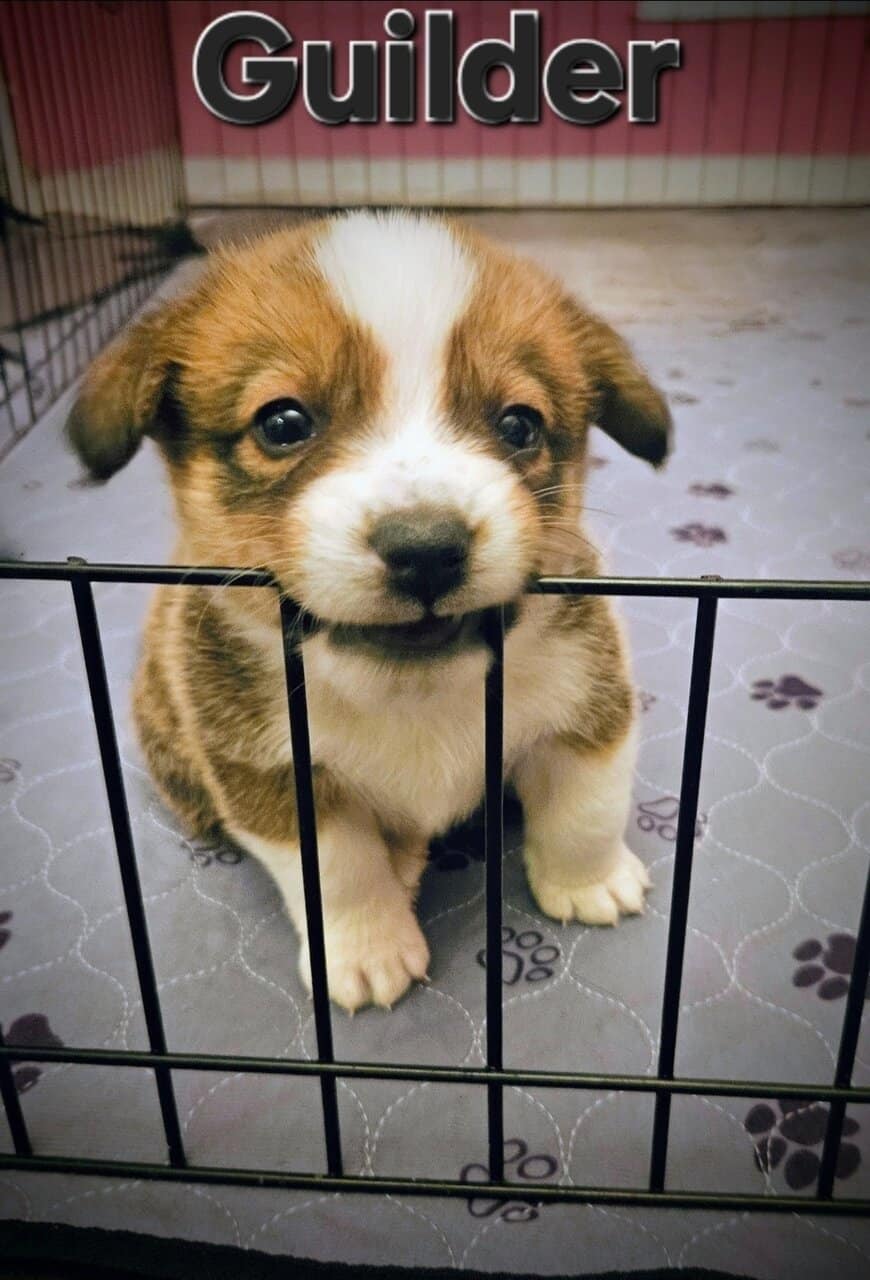 Cowboy Corgi pups image 2