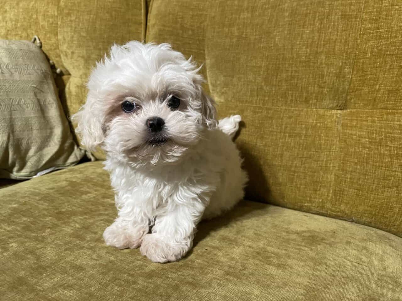 Shih-Poo Puppy image 2