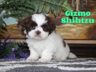 Gizmo Male Shihtzu
