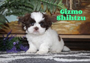 Gizmo Male Shihtzu