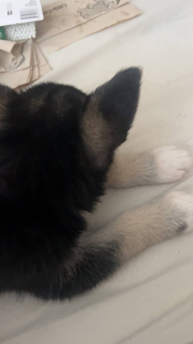 Lily playful pup image 5