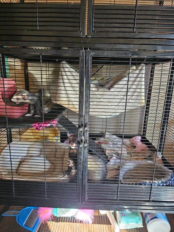 2 sweet male sibling ferrets for rehoming image 6