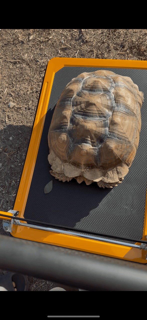 Sulcata tortoise image 2