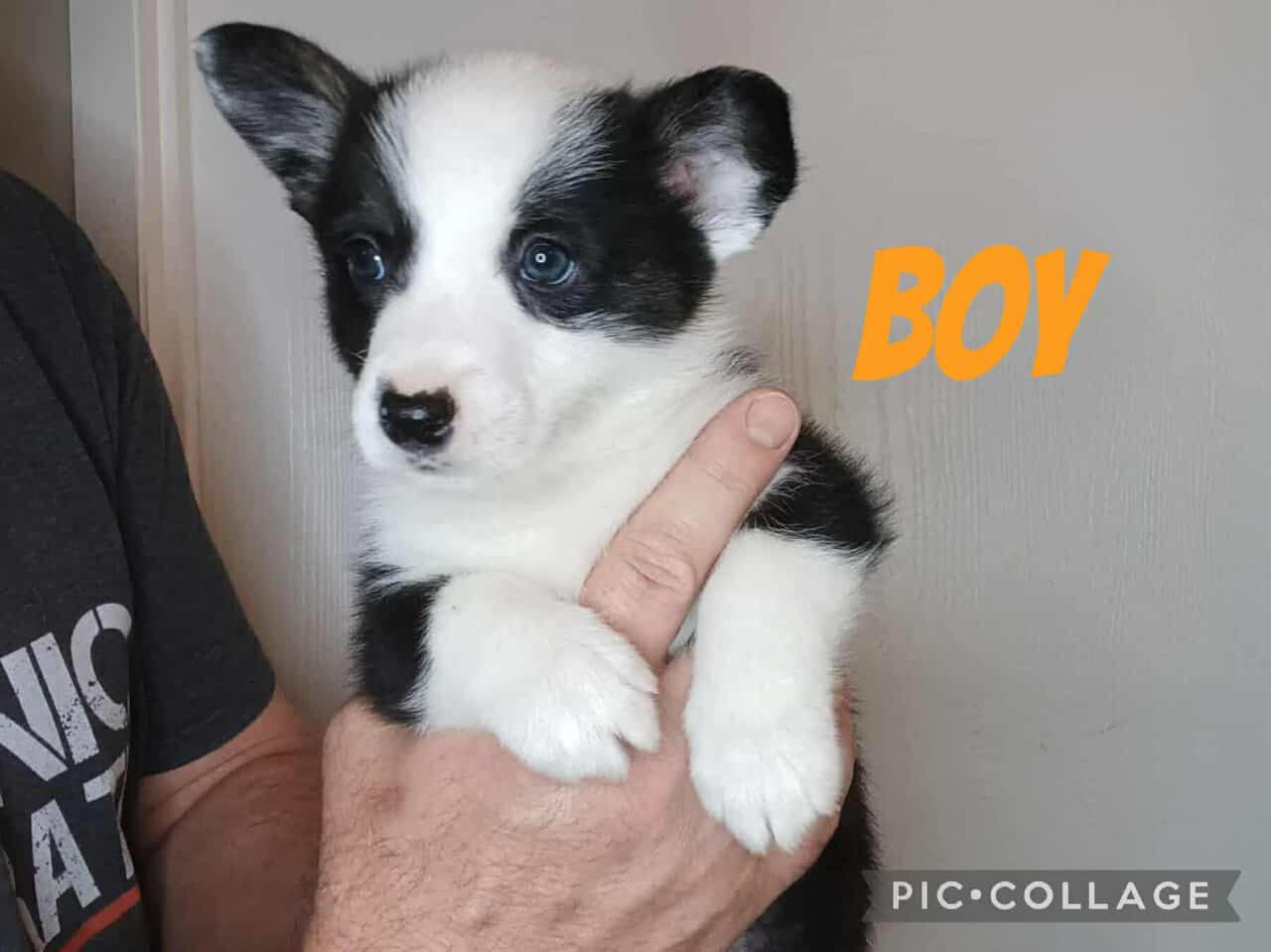 Ckc American Corgis image 1