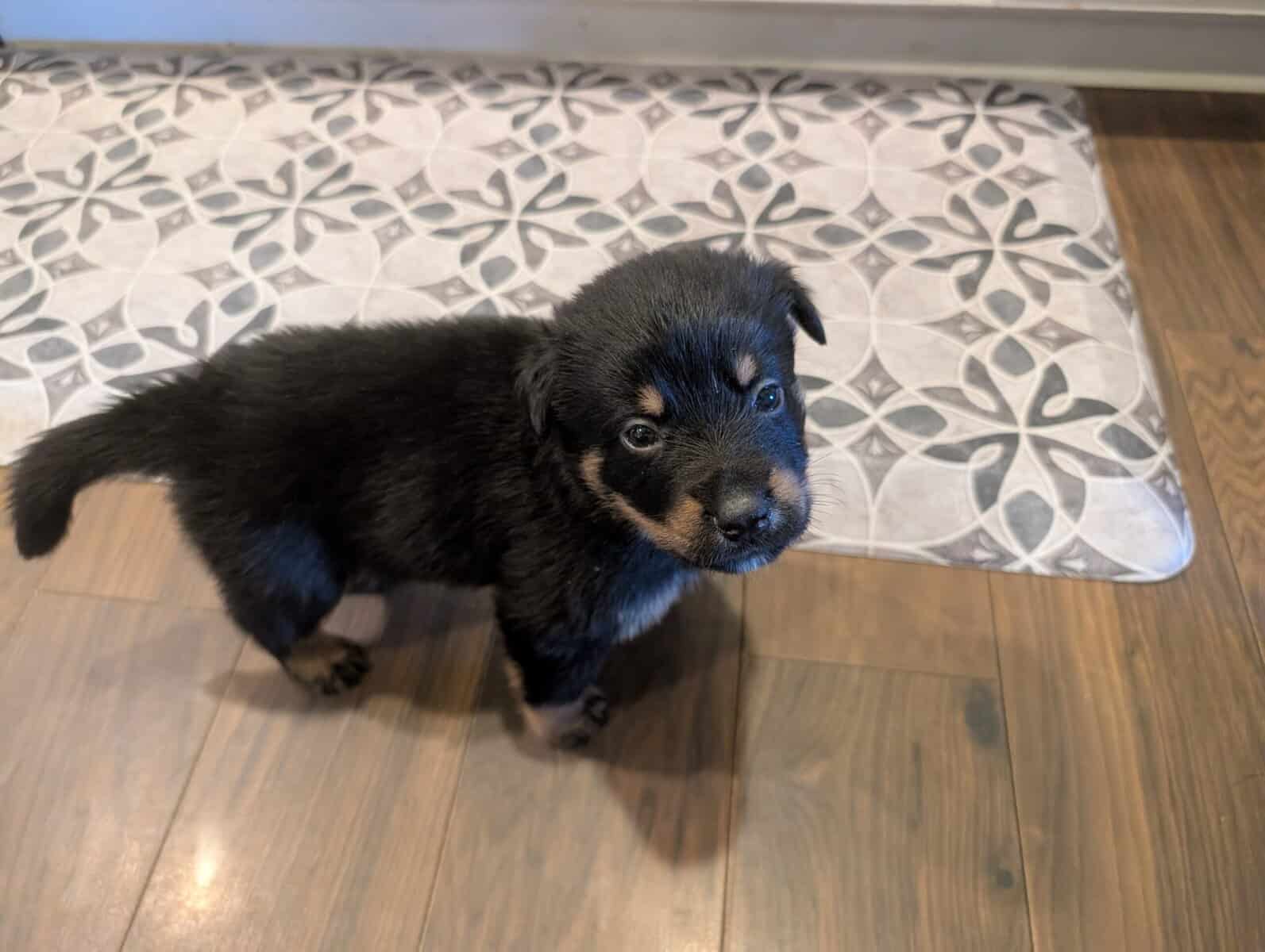 German shepherd mix puppies image 8