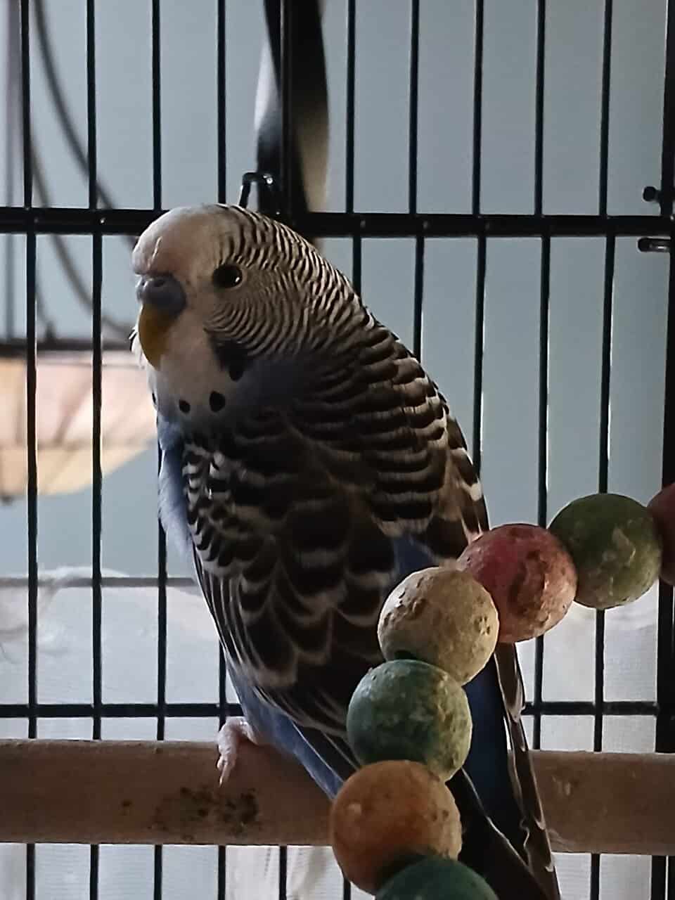 4 Dark blue friendly male budgies (35 ea.) image 6