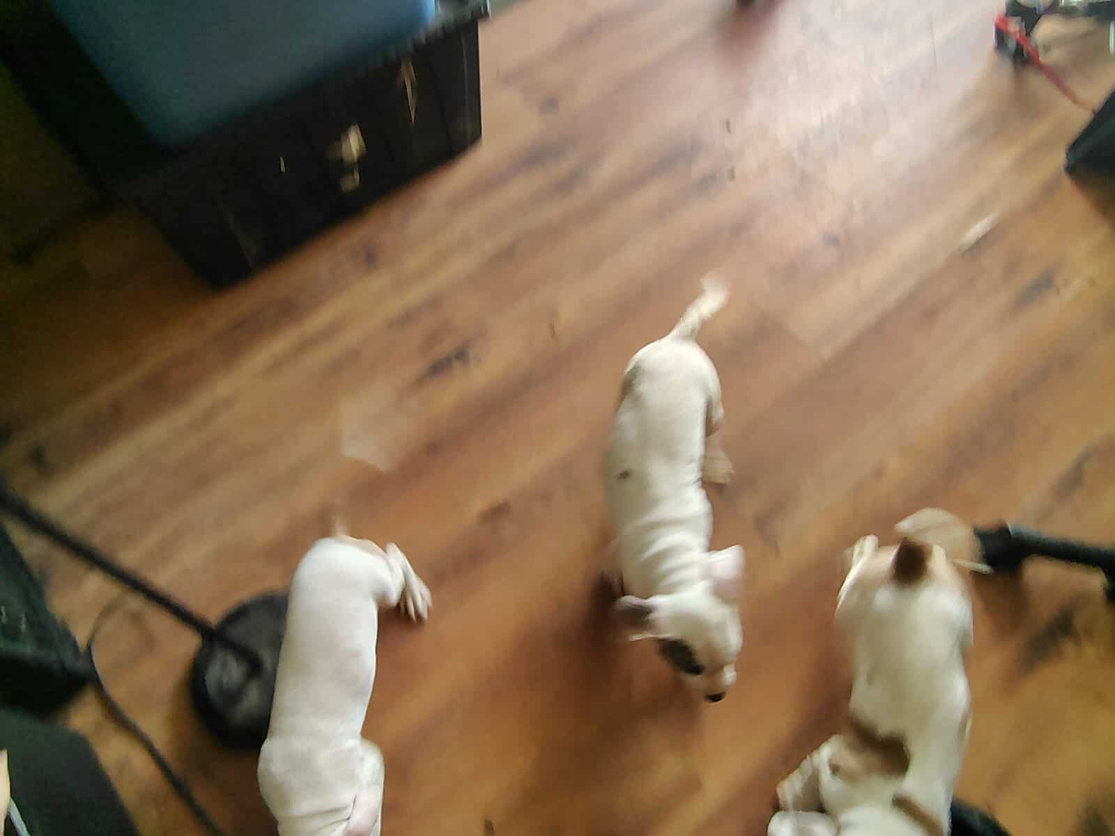 Rehoming-pitbull puppies image 5
