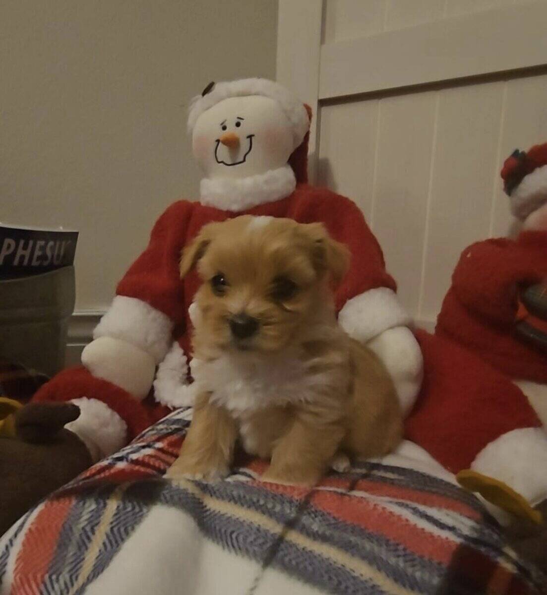 Yorkipoo puppies image 5