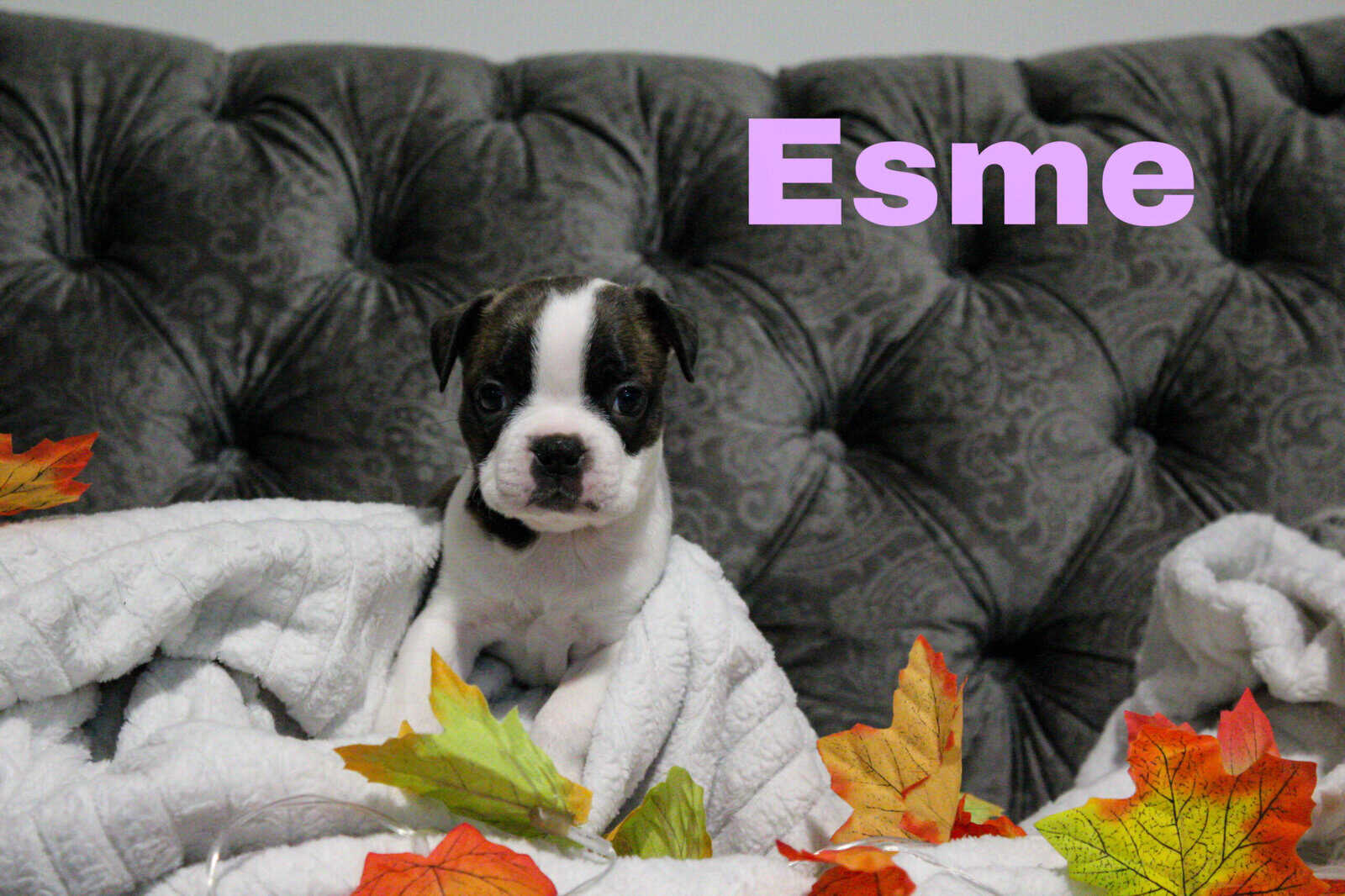8 Boston Terrier Puppies image 2