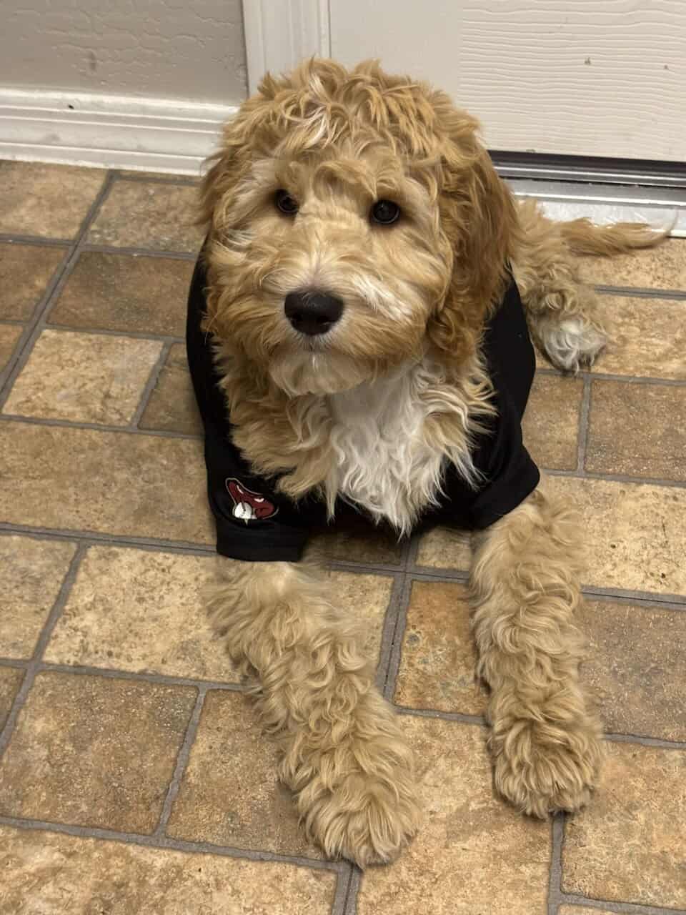Golden doodle image 3