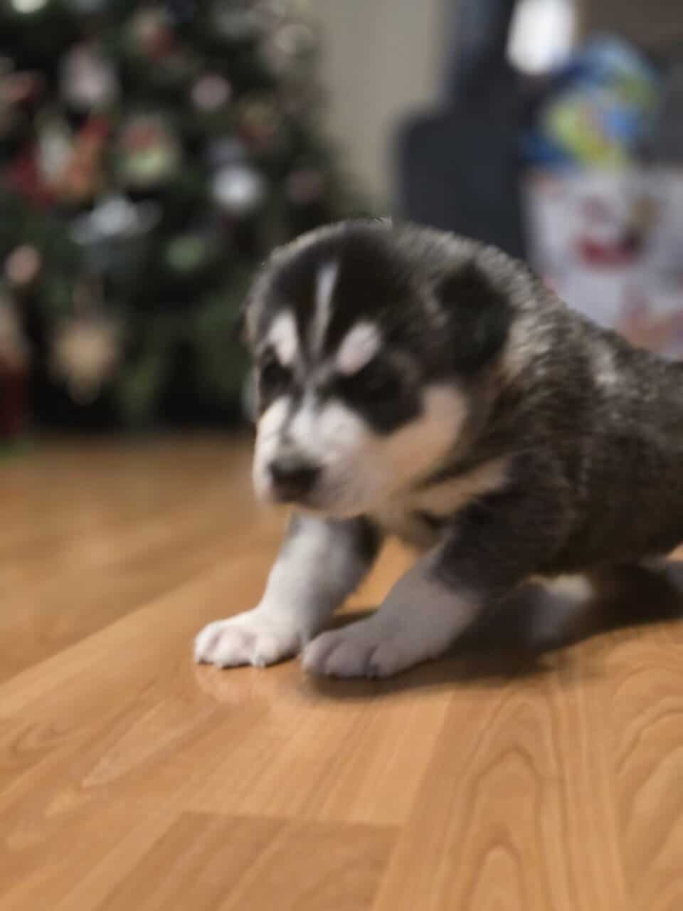 Siberian husky image 5