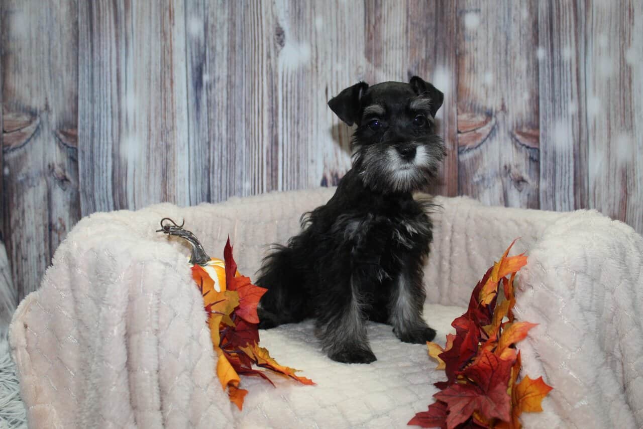 Mini Schnauzer Puppies image 3