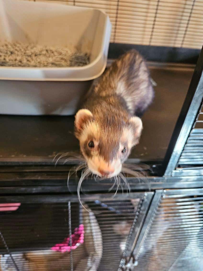 2 sweet male sibling ferrets for rehoming image 12