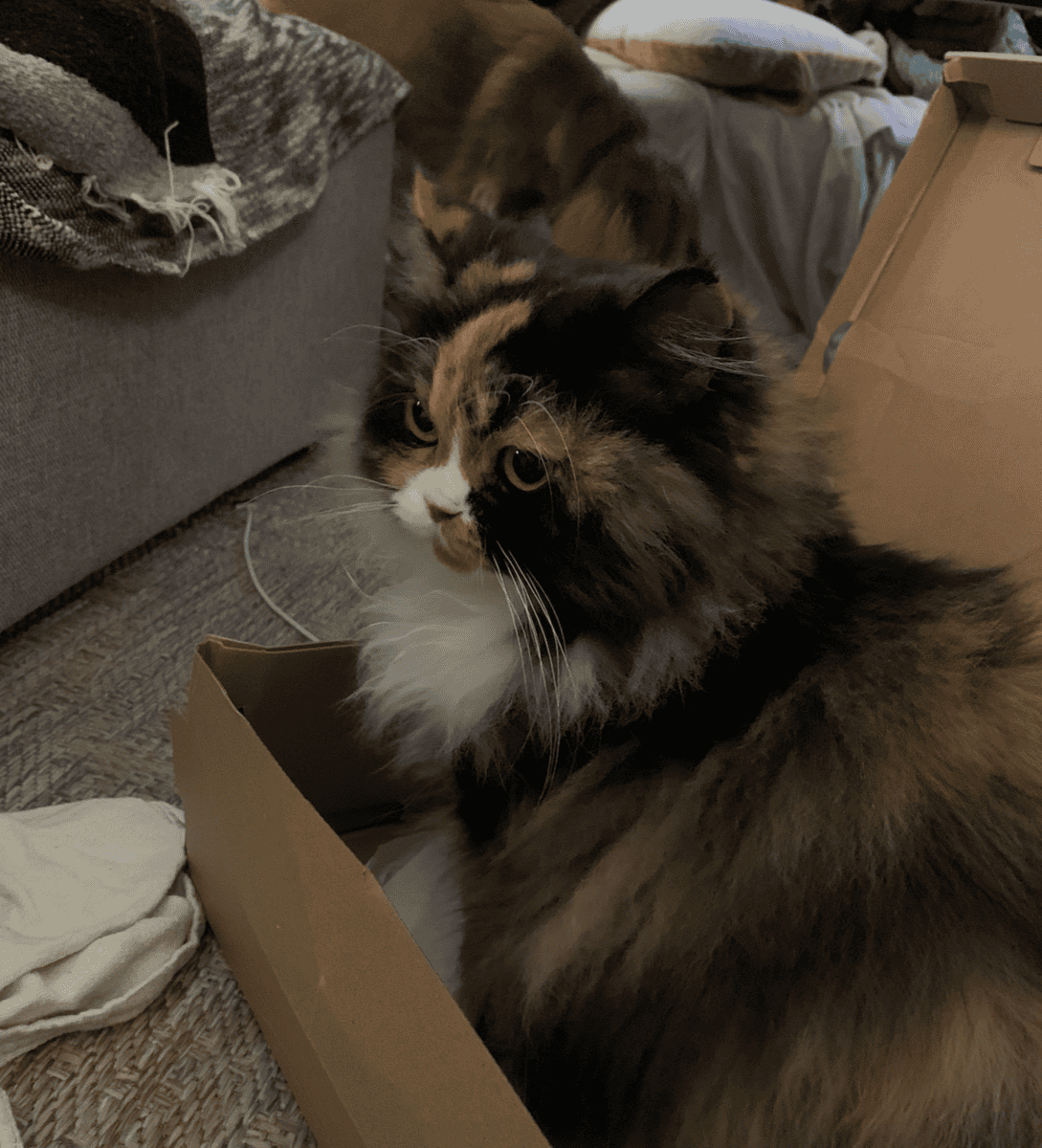 Adorable Persian Calico looking for furever home image 6