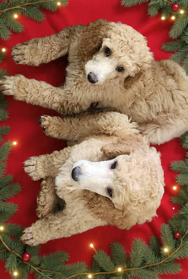 AKC STANDARD POODLE image 4