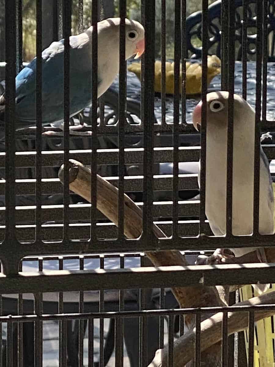 Young Male & Female Love Birds for Sale. image 2
