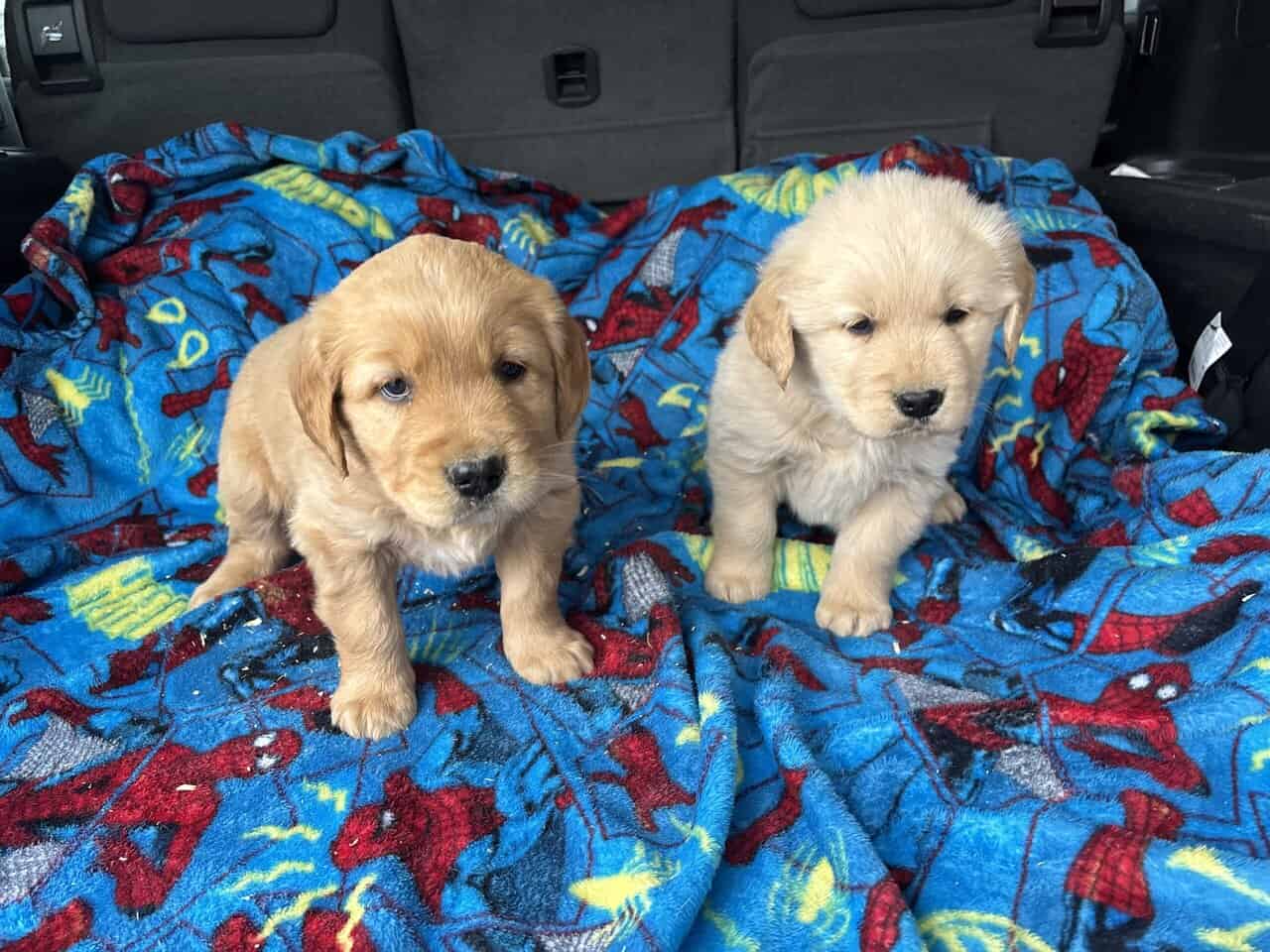 AKC Golden Retriever puppies image 5