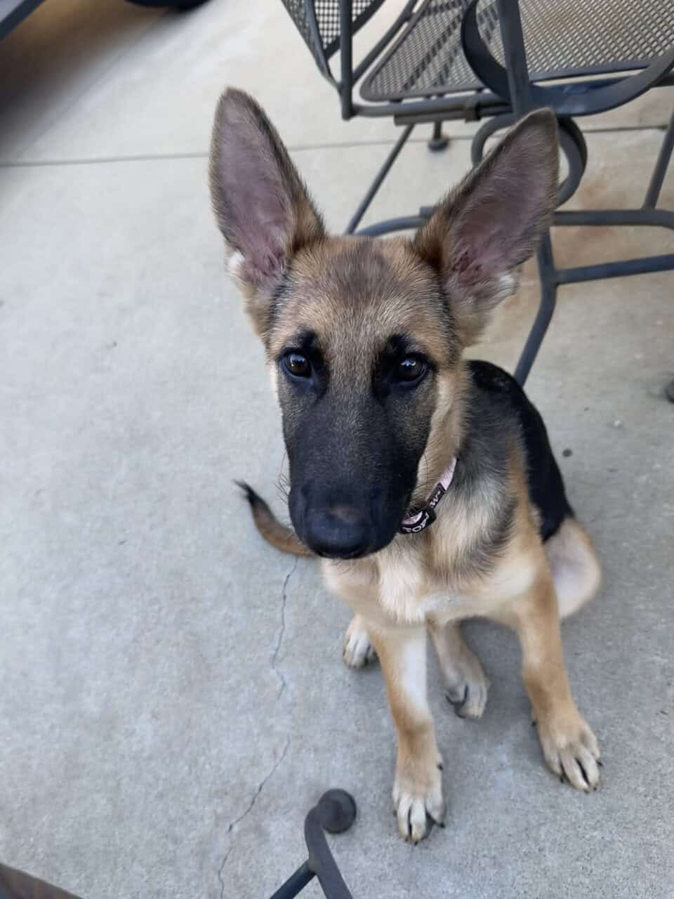 German Shepherd Puppy 4 Month Old image 6