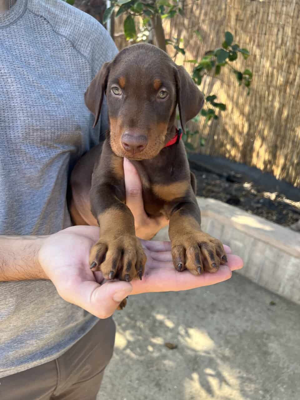 European Doberman puppies image 2