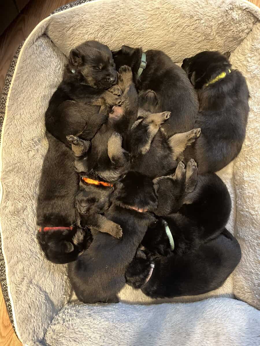Christmas German Shepherd Puppies image 1