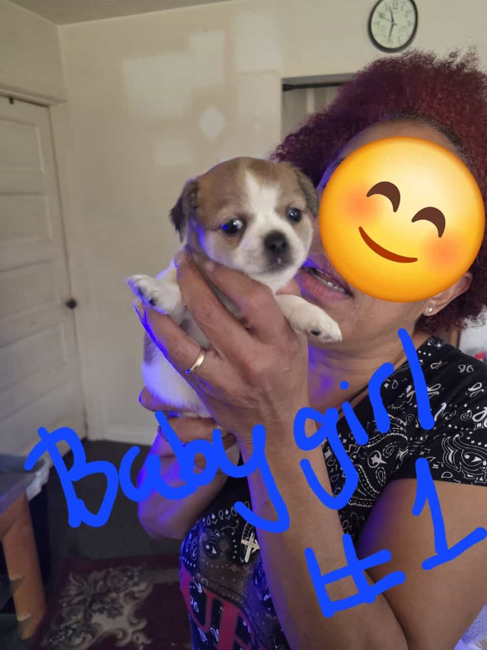 Malchi puppies image 6