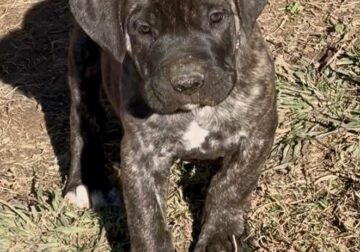 Black Collar Brindle