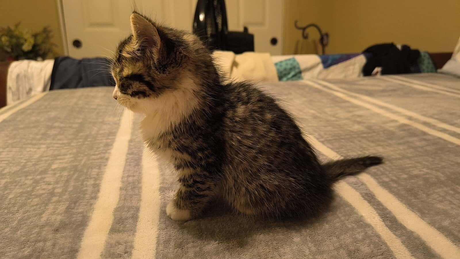 Rehoming 5-6 week old kitten image 8