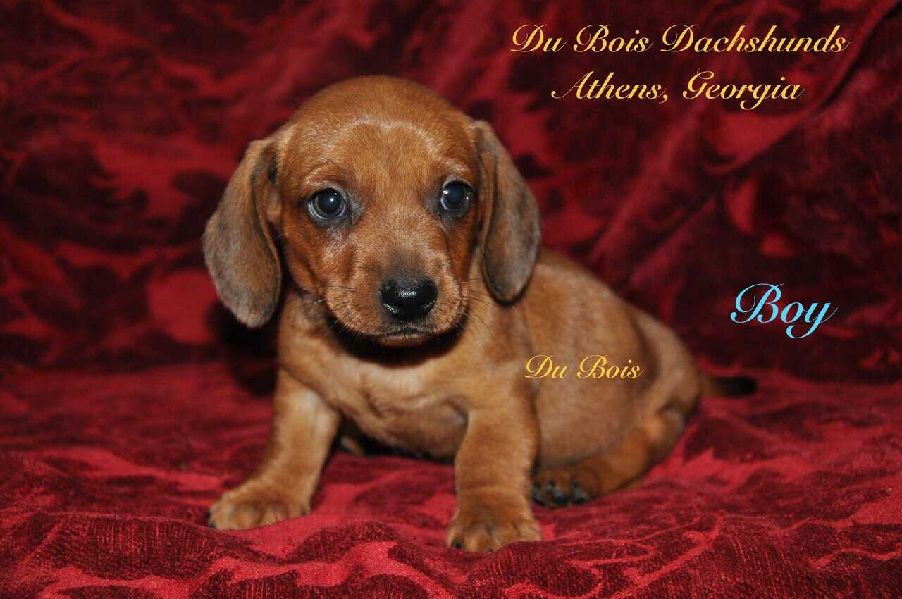 Miniature Dachshunds for sale image 6