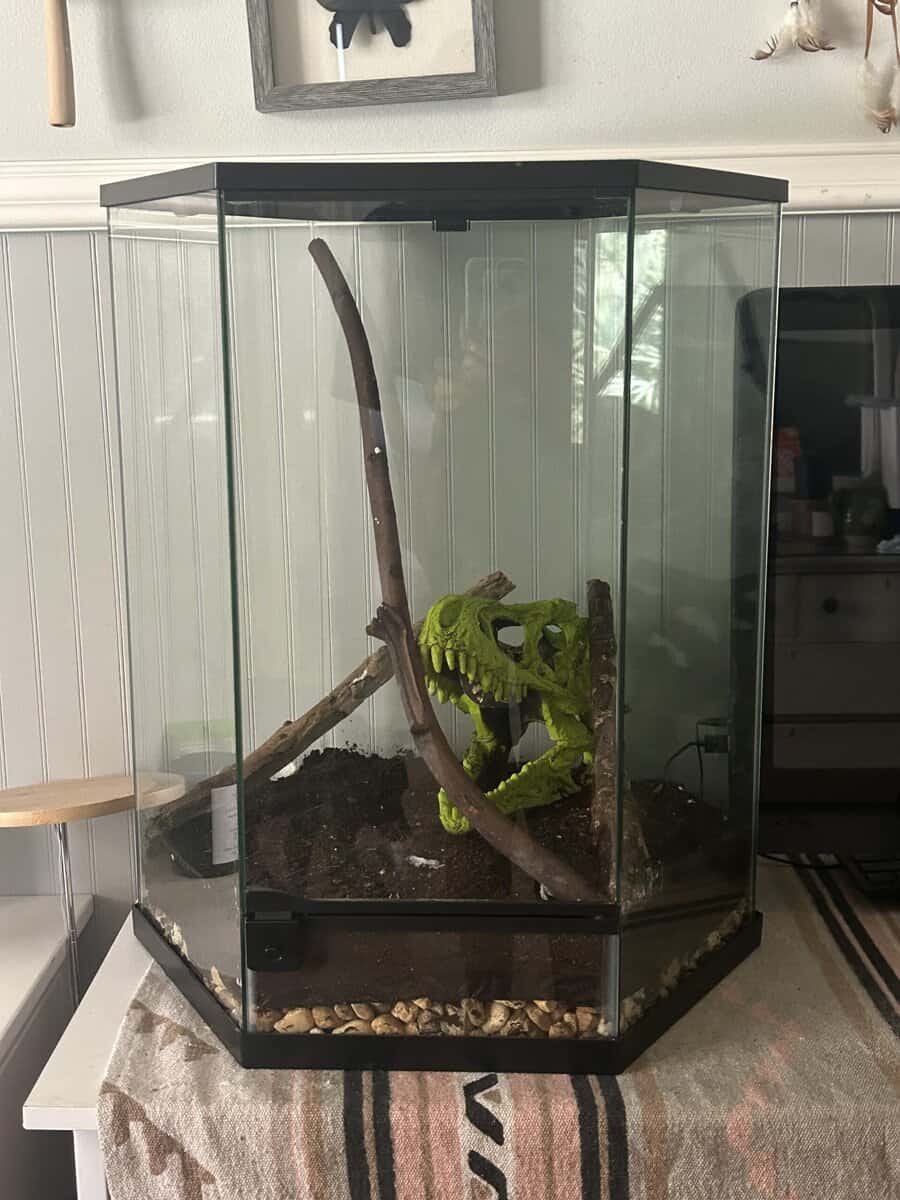 2 crested geckos with tanks and other supplies image 4