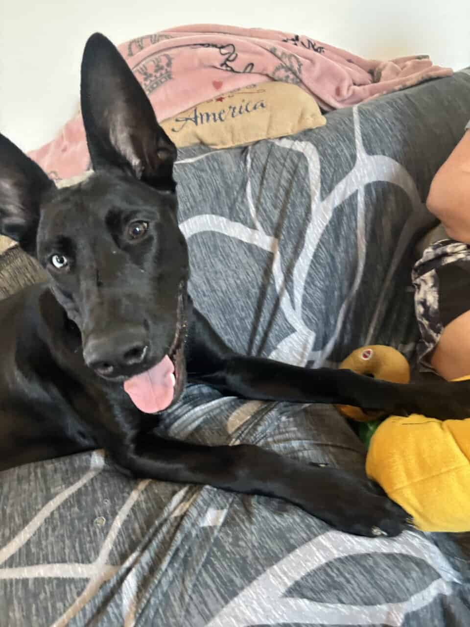 6 month old Puppy image 2