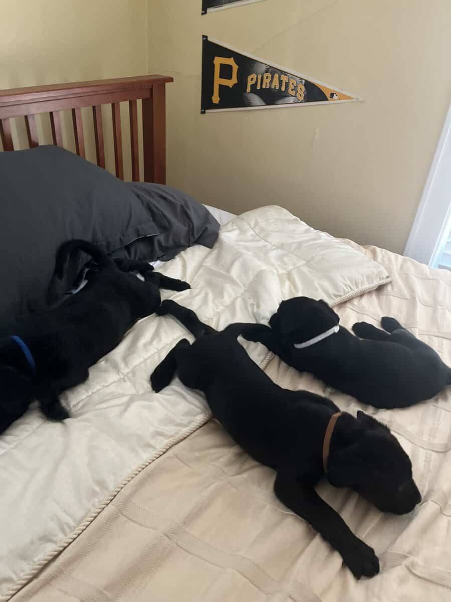 Mastador Puppies For Sale image 1