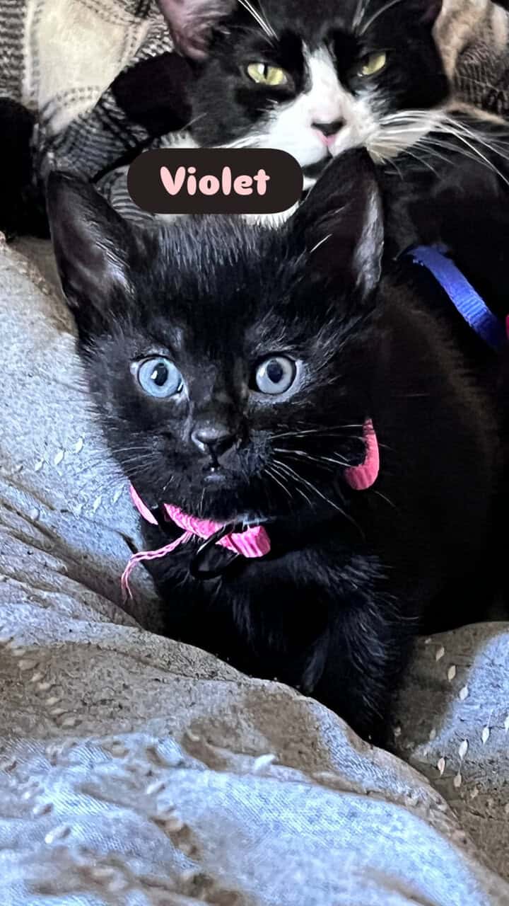 Cat and kittens need rehoming can be sold sep. image 1