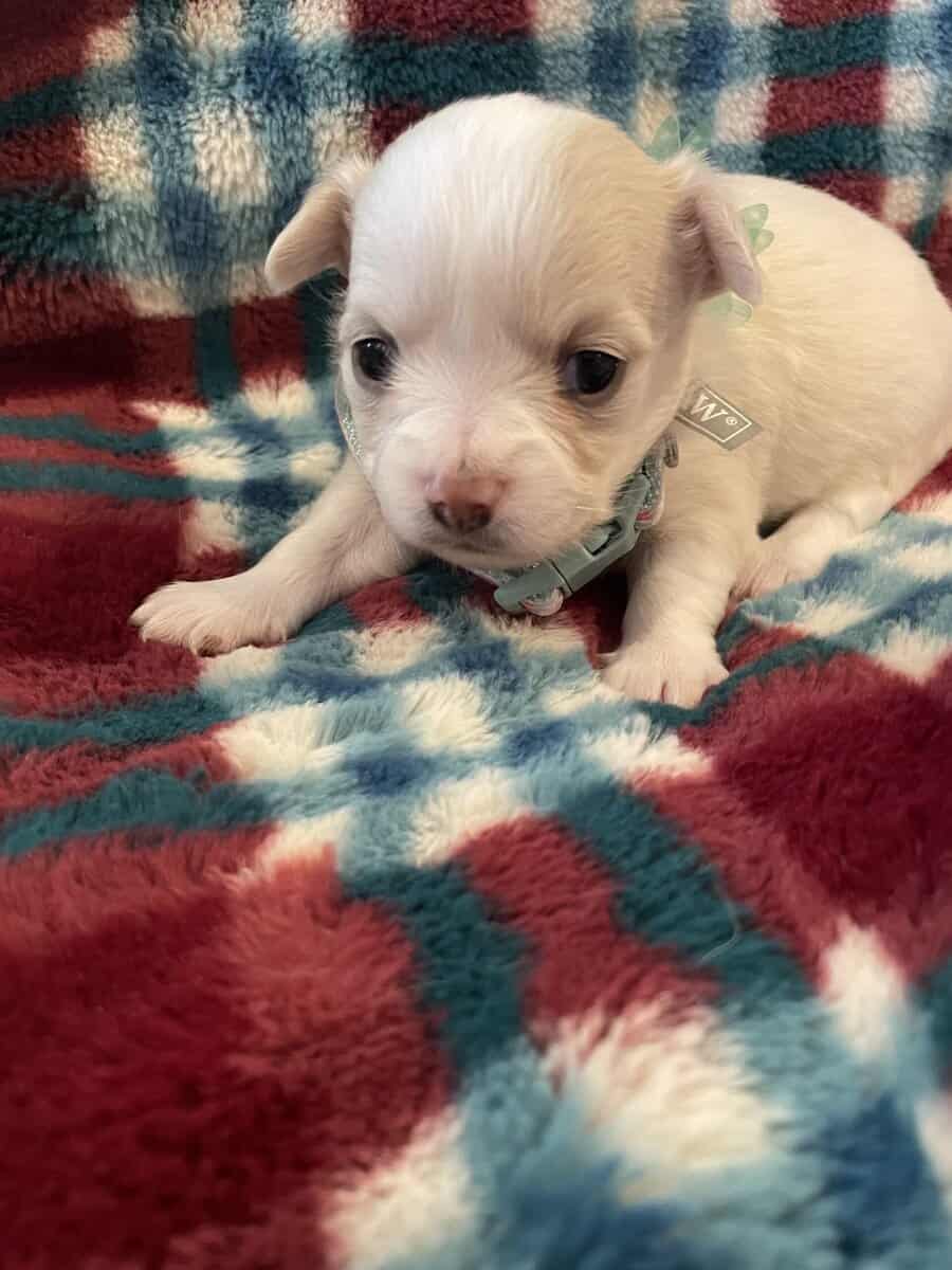 Long Coat Chihuahua Puppy image 3