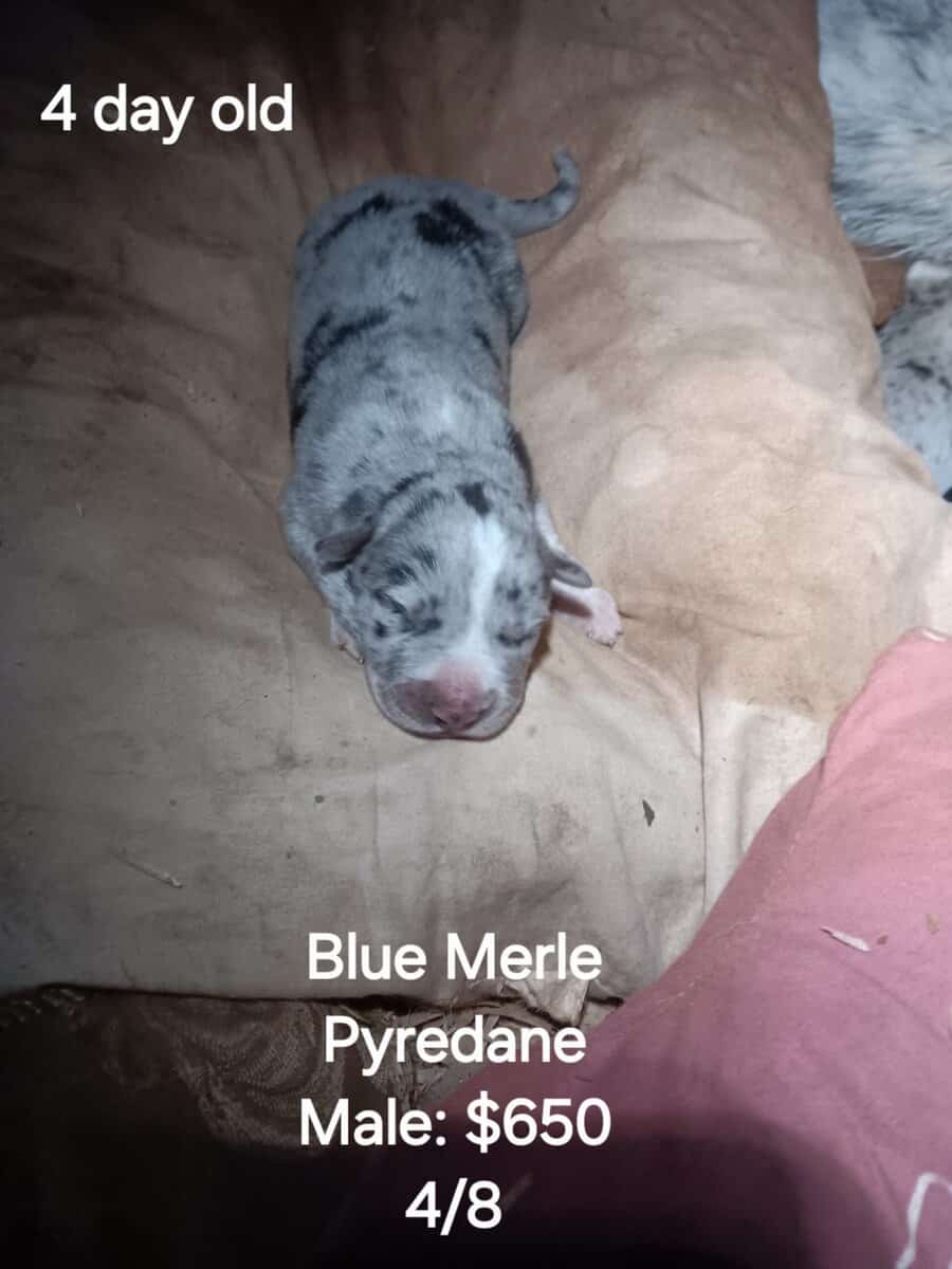 GREAT PYRE-DANE PUPPIES image 5