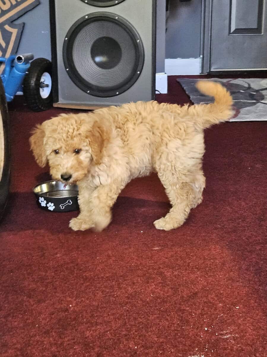 Puppy for sale image 3