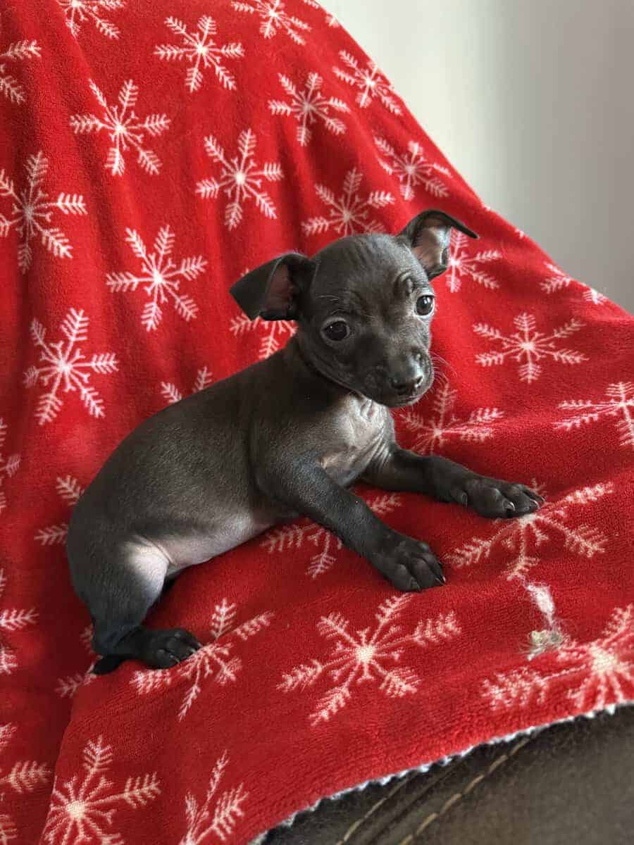 Chihuahua mix puppies looking for a home image 4