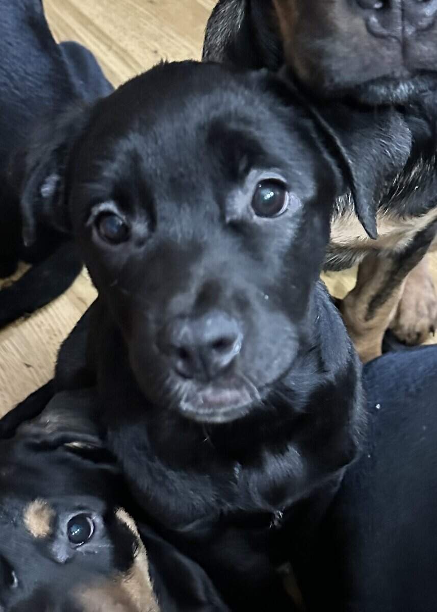 Cane Corso- Rottie Puppies image 6