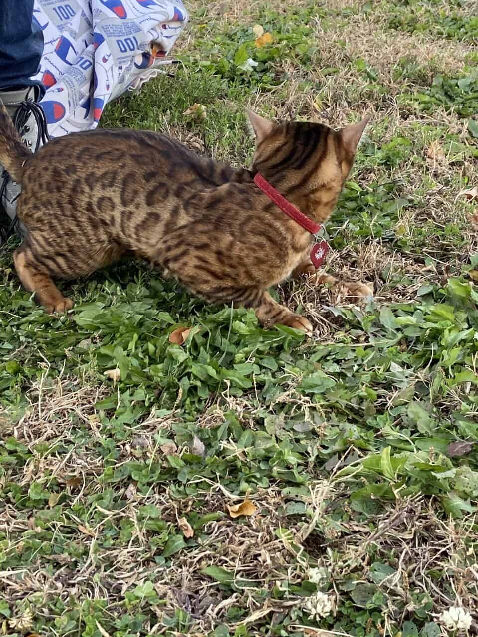 Bengal boy image 2