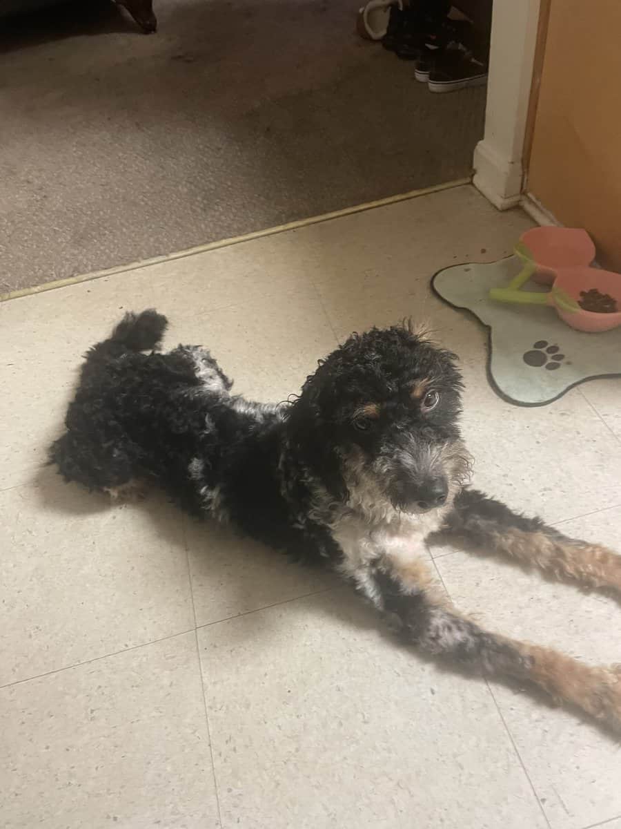 Aussie doodle pup image 2