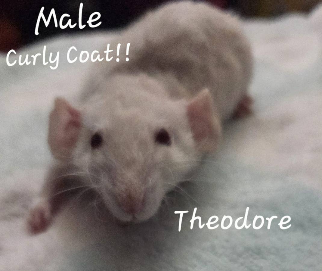 Dumbo Ear Young Rats image 4