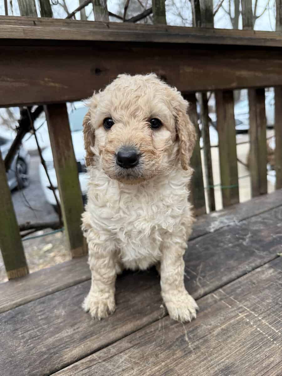 Goldendoodle image 5