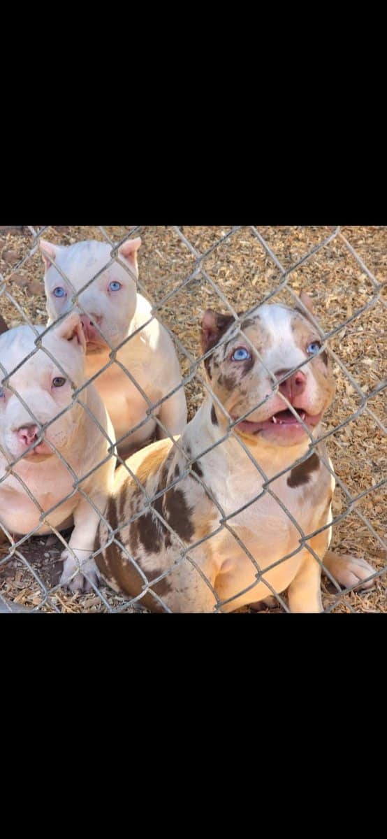 American bully puppys image 6