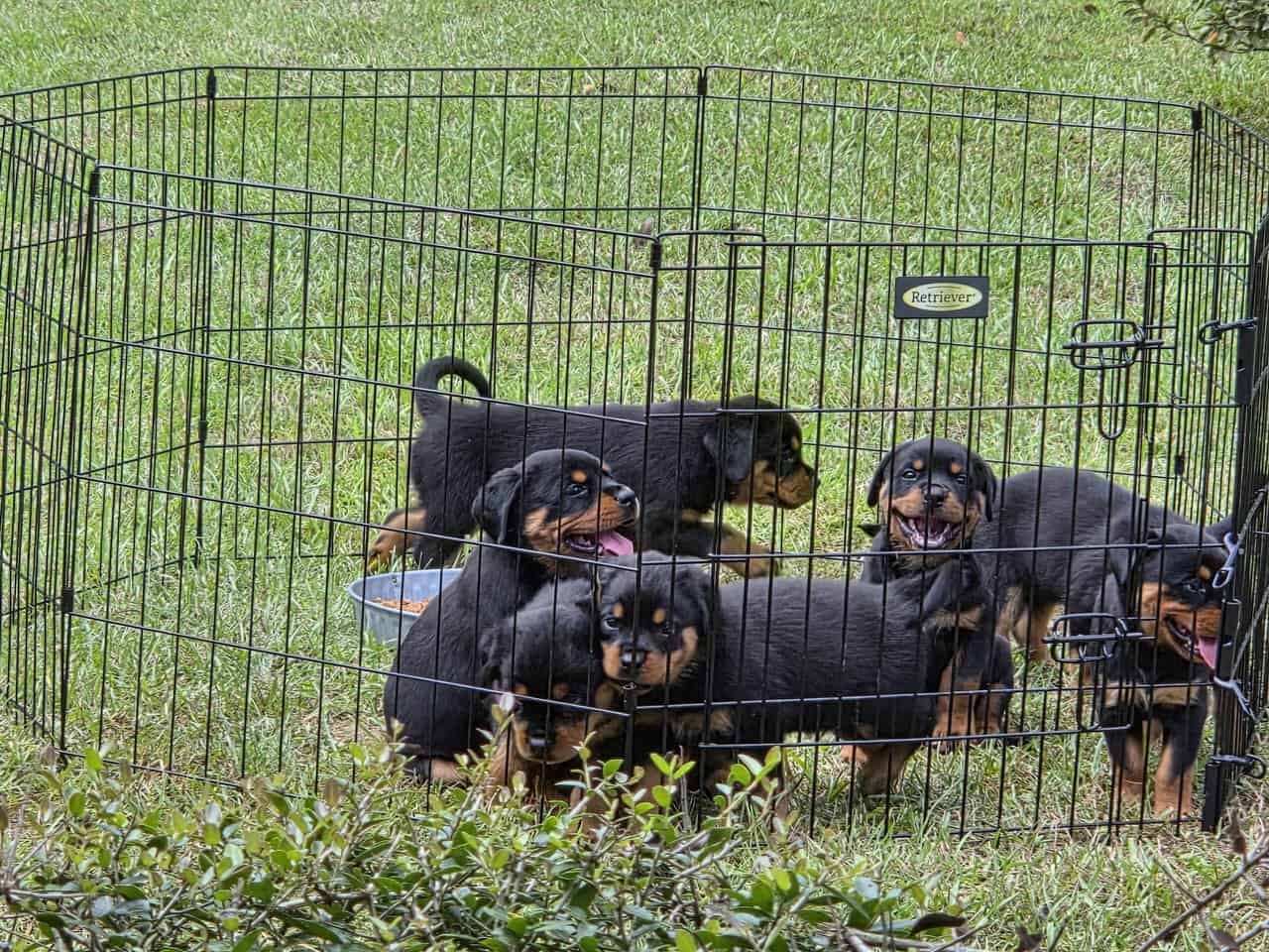GermanRottweiler puppies parents both on-site, AKC image 4