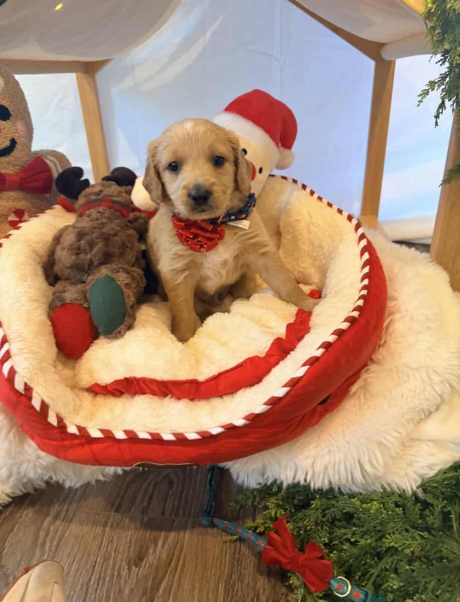 mini golden doodle puppies for sale image 9