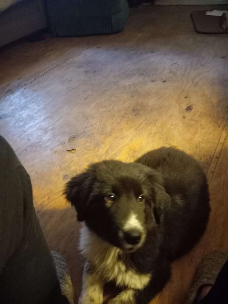 Great Pyrenees and black lab mix image 2